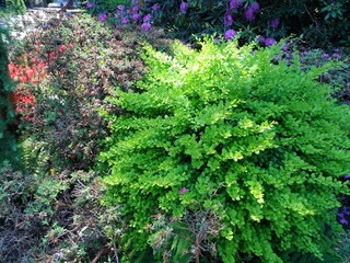 green barberry bush