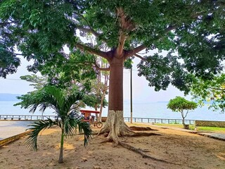 Ceiba (Ceiba pentandra) tree in Concordia Park near the entrance to Flores Peten Island, Guatemala