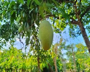 Fresh Green Mangoes (Mangifera indica) on a Tree in a Tropical Setting. Typical fruit of Guatemala