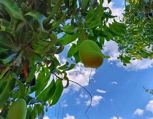 Unripe Mangoes (Mangifera indica) on a Tree in Tropical Guatemala. Typical fruit of Guatemala