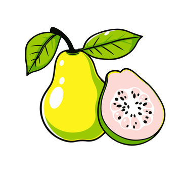 Guave Vector illustration fruit Guave