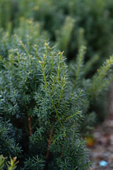 A close-up of lush green evergreen foliage with soft focus and natural lighting. The dense, vibrant leaves create a serene and tranquil atmosphere, perfect for nature, gardening, or landscaping themes