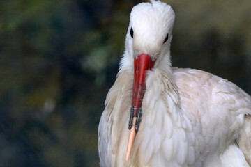 A white stork at the Sofia Zoo with a 3D-printed beak prosthesis. The prosthesis allows the animal to eat normally and actually saves its life. © georgidimitrov70