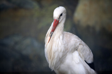 A white stork at the Sofia Zoo with a 3D-printed beak prosthesis. The prosthesis allows the animal to eat normally and actually saves its life.