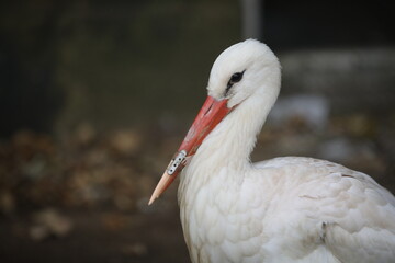 A white stork at the Sofia Zoo with a 3D-printed beak prosthesis. The prosthesis allows the animal to eat normally and actually saves its life.