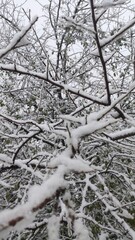 Fines branches d'arbres avec feuilles vertes, ciel tout blanc, de la neige et couche sur les branches, beauté naturelle et hivernale, du froid et de la poésie, temps glaciale, arbres sans feuillages