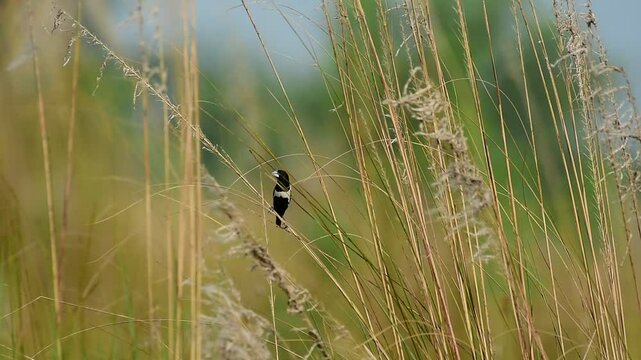 tricolor munia bird in nature habitat