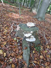 autumn in the forest