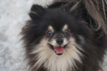 Cute black Pomeranian sits in the snow outdoors in the park on a snowy winter day, looking at the camera