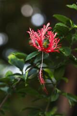 Coral Hibiscus, Fringed Rosemallow, Japanese Lantern (Hibiscus schizopetalus)