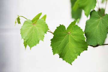 leaf of Grape plant growing in tropical garden