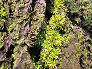 Octoblepharum albidum. A moss plant that lives on the trunk of another tree