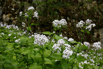 Wildes Silberblatt (Lunaria rediviva) begegnet im Lautertal, Schwäbische Alb