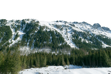 Snow-capped mountain peaks and spruce forest. Isolated object.