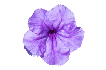Beautiful purple flowers of Ruellia simplex, close-up. the Mexican petunia. isolated object.