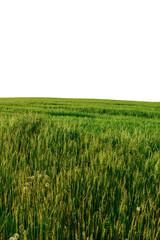 Green meadow in summer. Isolated object.