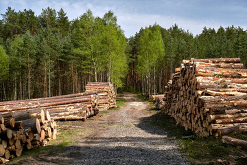 piles with wood, dirt road and mixed forest in summer