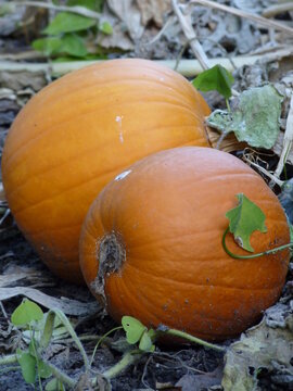 Deux citrouilles dans la terre