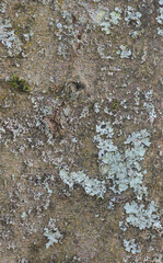 Beautiful close-up of the bark of celtis sinensis