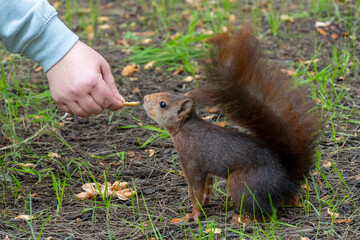 A person is feeding a squirrel some food