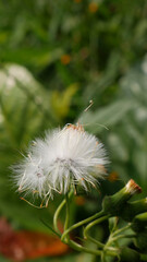 Close up Dandelion flower features a head full of soft white fluff, flanked by several unbloomed green buds. Blurred green foliage background.