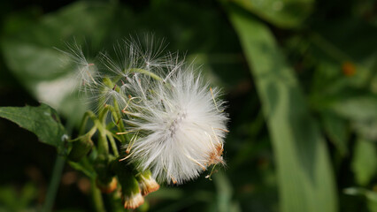 Close up Dandelion flower features a head full of soft white fluff, flanked by several unbloomed green buds. Blurred green foliage background.