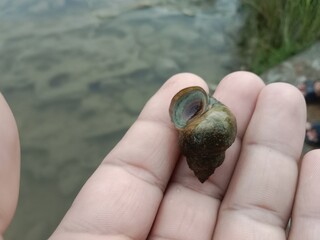 Chinese mystery snail shell or black snail shell  © Zain