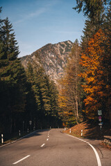 road in autumn
