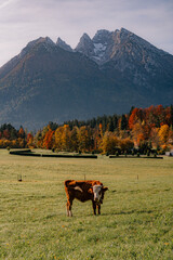 cows in the mountains