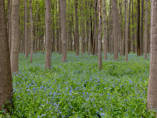 spring in the woods with bluebell flowers