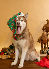Red siberian husky dog on christmas themed set with presents wearing green hat yawning © Mariana