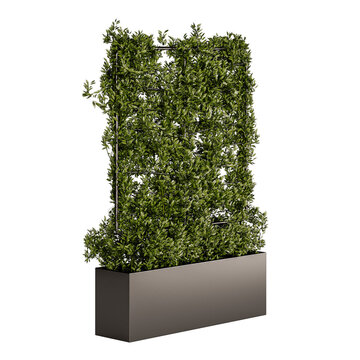 A tall green plant is growing in a black planter