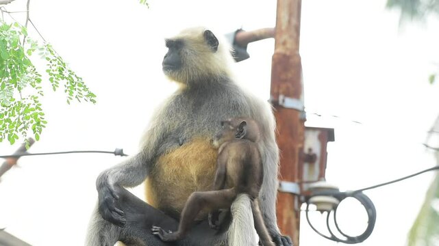 Habitat
Bengal Hanuman langurs live in eastern India and western Bangladesh. They live in many different types of forests there