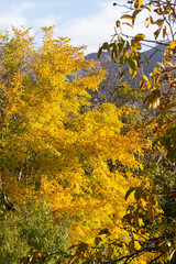 Texture of autumnal leaves of some trees in a valley in perfect details. 