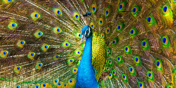 A striking close-up of a peacock, pavo cristalus, showing its exquisite, vibrant plumage with detailed eye spots, highlighting the bird's natural beauty,Male Peacock with beautiful fethers,