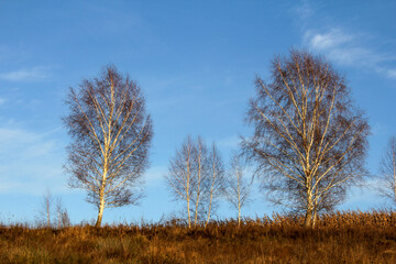 A group of bare trees on a grassy hillside under a blue sky