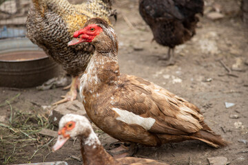 A group of ducks standing next to each other on a dirt ground