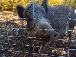 A wild boar behind a wire fence in the woods