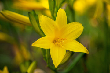 A close up of a yellow flower in a field of yellow flowers