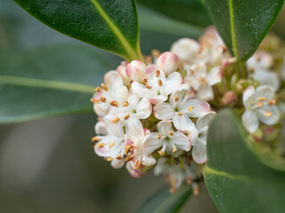 Nahaufnahme der männlichen Blüten an einem kleinen Zweig der Europäische Stechpalme (Ilex...