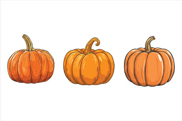 Pumpkin Bundle Set, Vegetable Pumpkin Vector Illustration