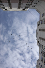 Obraz premium Crows flying over the house. Birds in the city. A tall building.