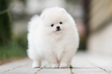 A white pomeranian puppy on a walk in the garden