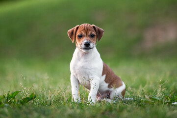 A Jack Russell terrier puppy is playing on the grass