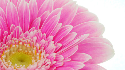 Gerber flower on white background