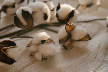 Christmas or winter decoration. Cotton flower branch on knitted soft woollen blanket plaid wrap. Copy space. Template. Background.