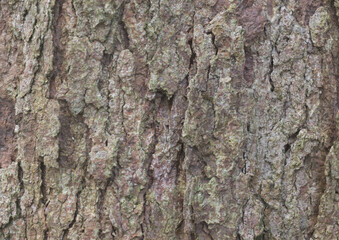 angiosperms, bark, bark texture, bark tree, botanical, botany, brown, detail, eudicots, nature, plant, plantae, rosids, rough, sapindaceae, sapindales, sapindoideae, sapindus, sapindus drummondii, sap