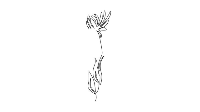Animated self drawing of continuous line draw beauty fresh asteraceae for garden logo. Printable decorative aster flower concept for wallpaper art home decor poster. Full length single line animation