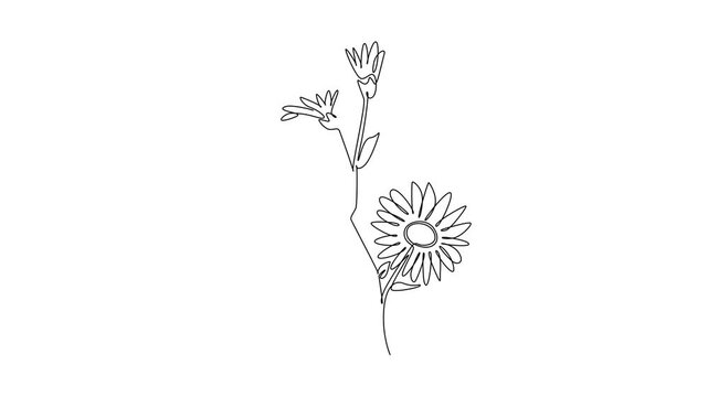 Animated self drawing of continuous line draw of beauty aster flower vector illustration. Minimal tropical floral style, love romantic concept for poster, wall decor. Full length single line animation
