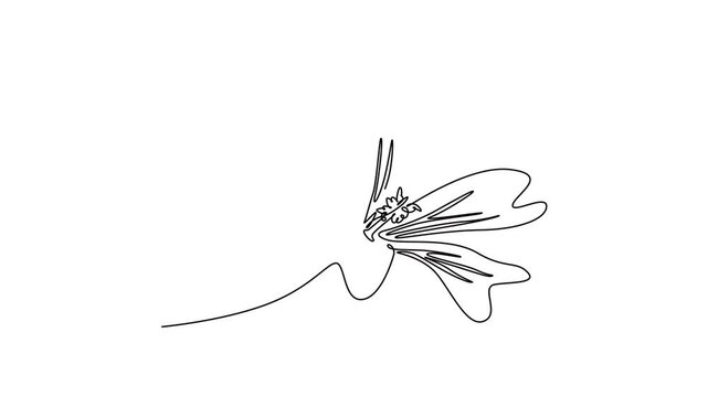 Animated self drawing of continuous line draw of beauty fresh purple mallow for garden logo. Printable decorative malva sylvestris flower for home decor wall art poster. Full length one line animation